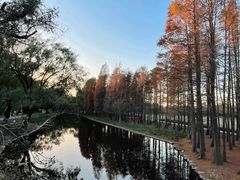 -上海共青森林公园