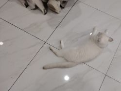 -镁连社·美联社