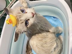 -山宅一喵德文卷毛猫舍