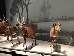 -贝林大翅鲸简餐厅(国家海洋博物馆店)