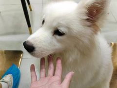 -安格丽娜·狗咖·猫咖羊驼咖(春熙路百盛商场店)