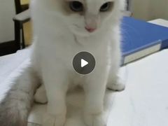 -宠爱国际动物医院· 猫科· 外科·中兽医(长白店)