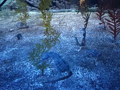 -上海海洋水族馆