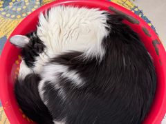 -平行世界·猫咖(首经贸店)