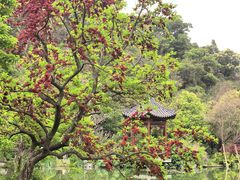 -云溪植物园
