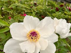 -洛阳市隋唐城遗址植物园