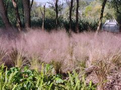 -西湖风景区-江洋畈生态公园