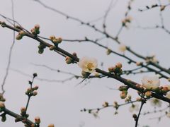 -秀丽东方