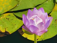 -国家植物园南园