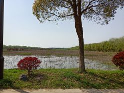 -水八仙生态园