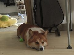 -FAELING PETS美天灵宠物(富力广场店)