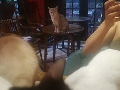 -猫色咖啡·猫咖