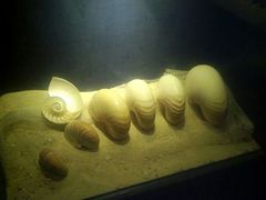 -亚龙湾中心广场·贝壳馆