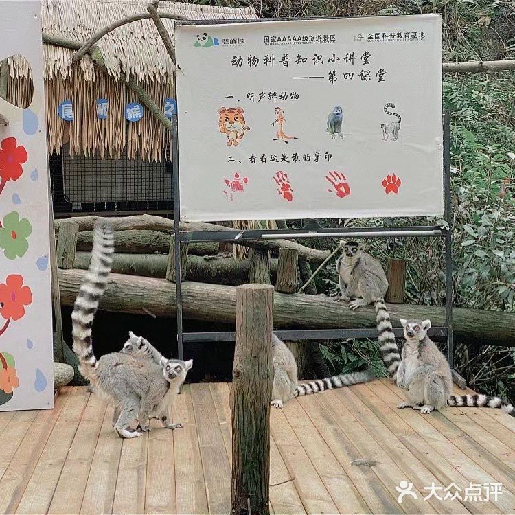 成都周边可投食老虎的超大野生动物世界