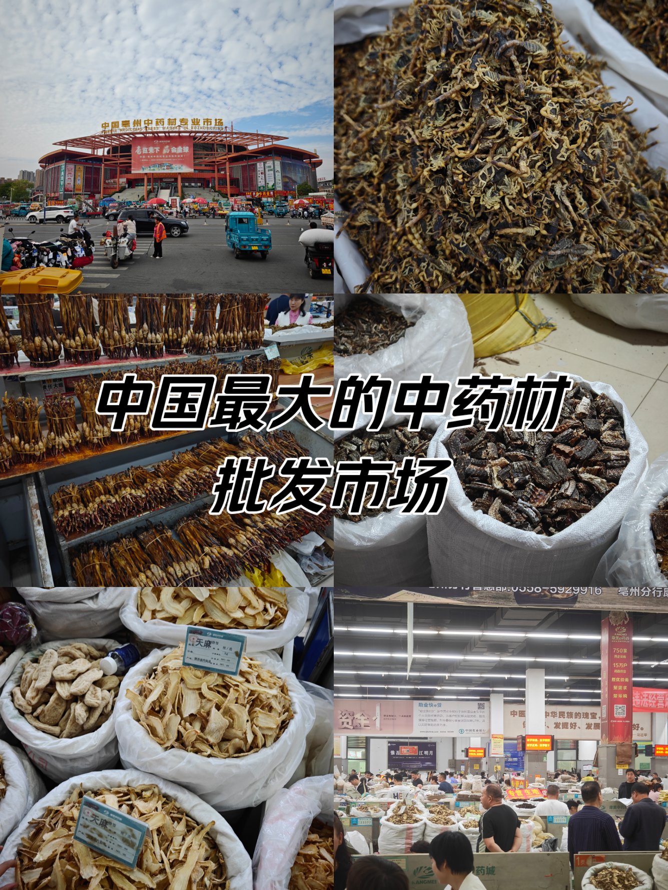 中国最大的中药材批发市场