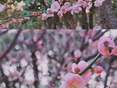 -西湖公园(鼓楼区)