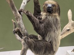 -国家自然博物馆