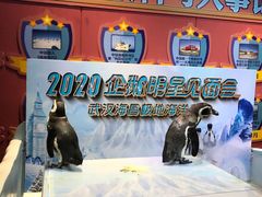 -海合安武汉极地海洋公园