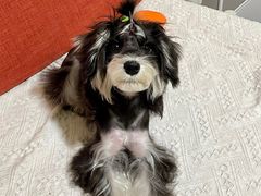 -FAELING PETS美天灵宠物(合生汇店)
