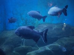-石家庄海洋公园