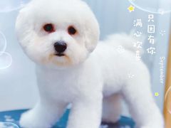 -佐罗家宠物馆·猫文化馆(紫霞路店)