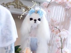 -萌宠之家·腊肠犬·马尔泰·小体犬舍