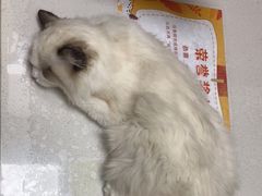 -瑞派宠物医院·24h·骨外科·皮肤科·全科宠物医疗转诊中心(沈阳浑南院)