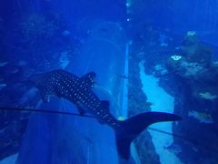 -成都浩海立方海洋公园