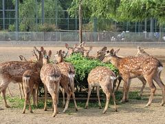 -北京麋鹿生态实验中心