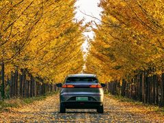 -黄海国家森林公园