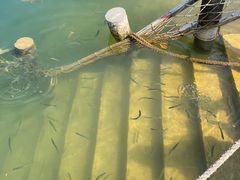 -广州市流溪河国家森林公园