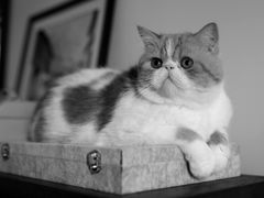 -十年猫舍·猫咪专门店(普陀店)