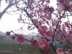 -羊山湖公园