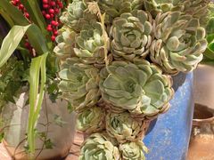 -循礼门鲜花花市(武汉循礼门店)