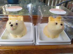 柴柴芝士蛋糕-柴犬高等学院·狗咖·柴犬售卖·宠物训练