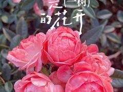 -立新湖公园