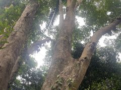-中国科学院西双版纳热带植物园