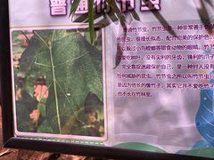 -正佳雨林生态植物园