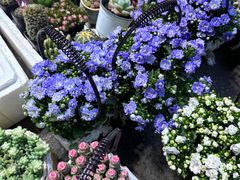 -循礼门鲜花花市(武汉循礼门店)