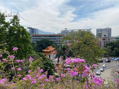 -深圳仙湖植物园