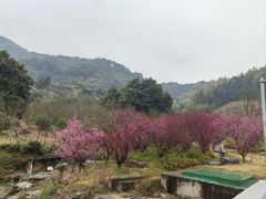 -新建村梅花