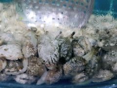 -同道蒸汽海鲜烧烤自助(刘庄夜市店)