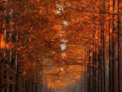 -黄海国家森林公园