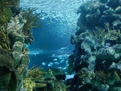 -上海海洋水族馆