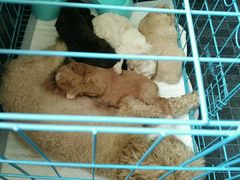 -康旭宠物医院(郑州总院)