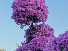 -莲花山公园