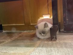 -猫咪博物馆(顶澳仔猫街店)