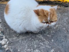 -喵屿·大理花园猫咖