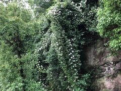 -上海市保健医疗中心