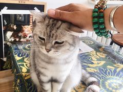 -平行世界·猫咖(首经贸店)